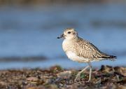 Kiebitzregenpfeifer - Grey Plover  (Pluvialis squatarola)